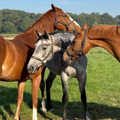 Online cursus basisbehoeften van paarden