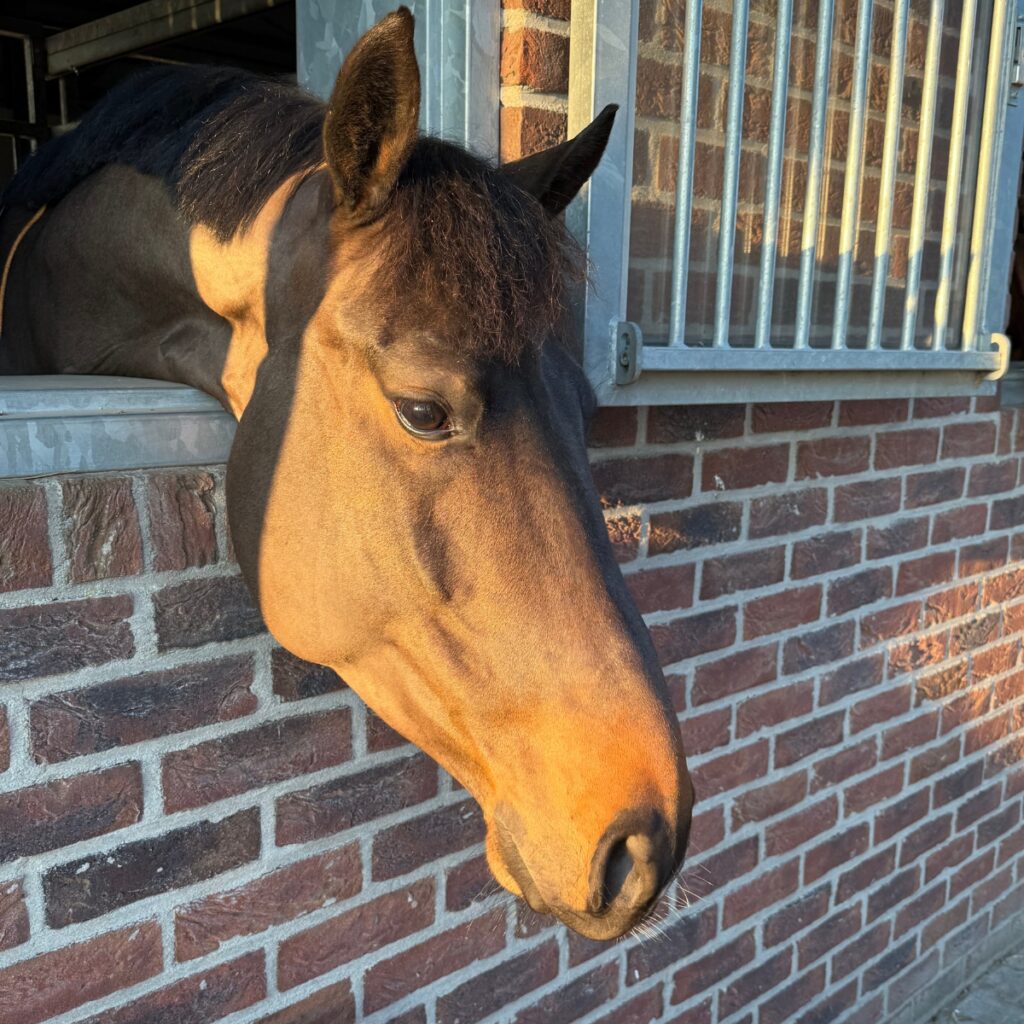 Paard steekt hoofd uit stalraam