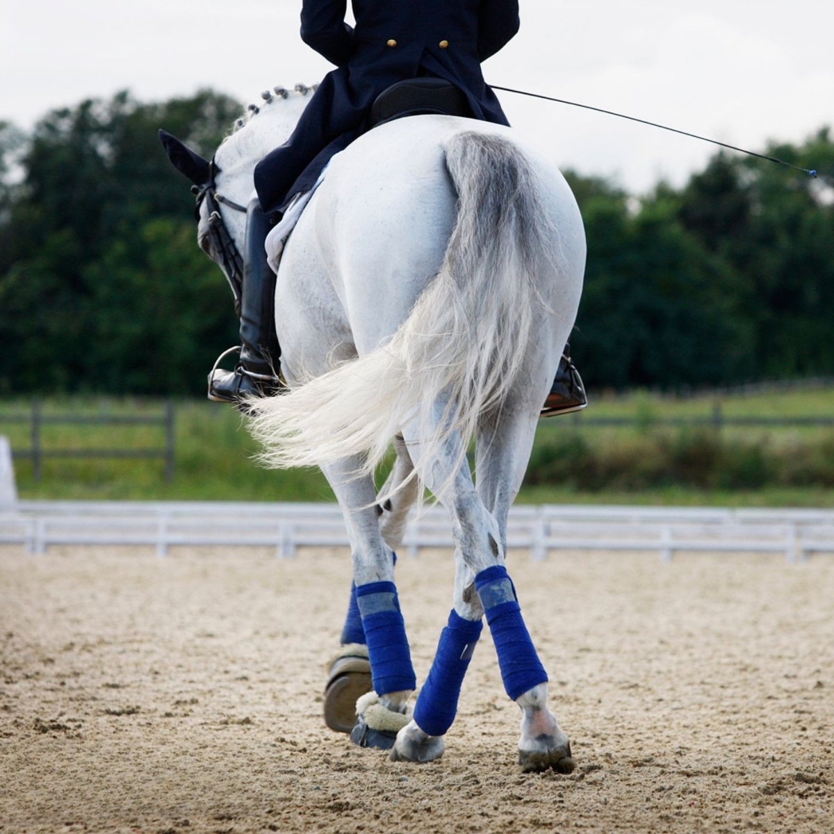 Paard met bandages aan de benen tijdens beweging