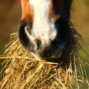 Online cursusbundel paardenvoeding en verzorging | 3 trainingen