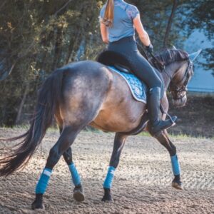 Online cursusbundel mijn eerste paard kopen | 7 trainingen