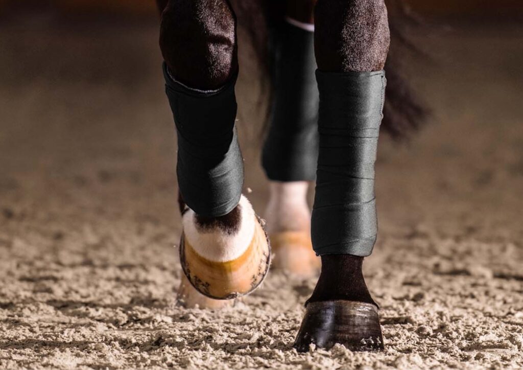 Cover van de online training bandageren Global Horse Academy