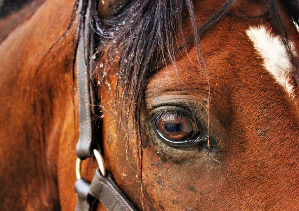 Close-up van paardenoog met halster