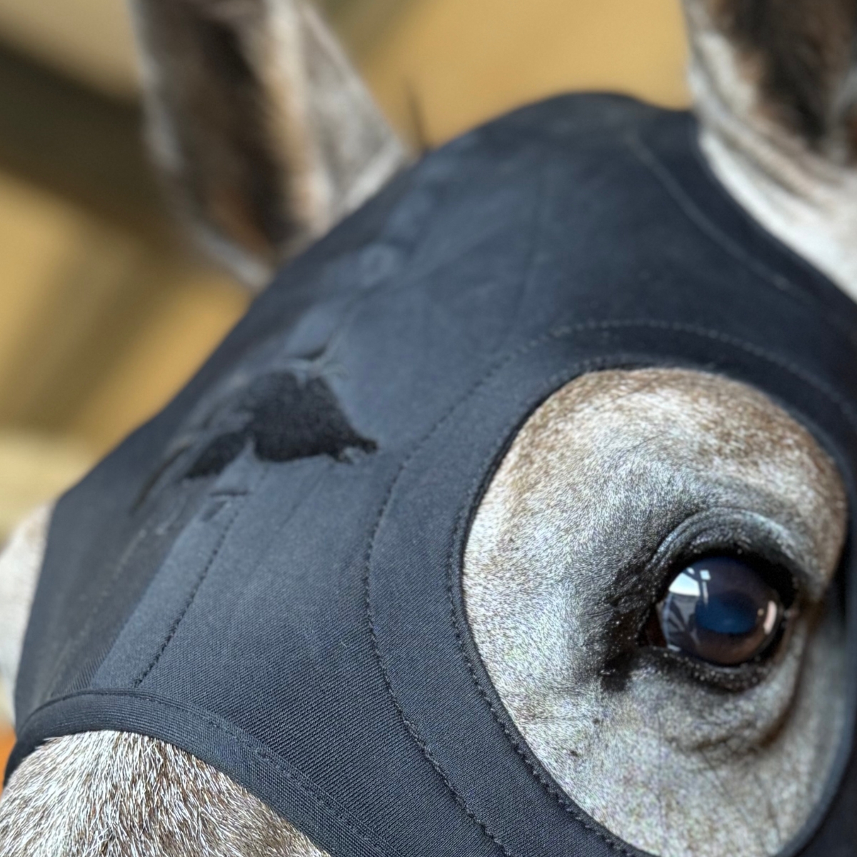 Close-up van paardenoog met calmingmasker
