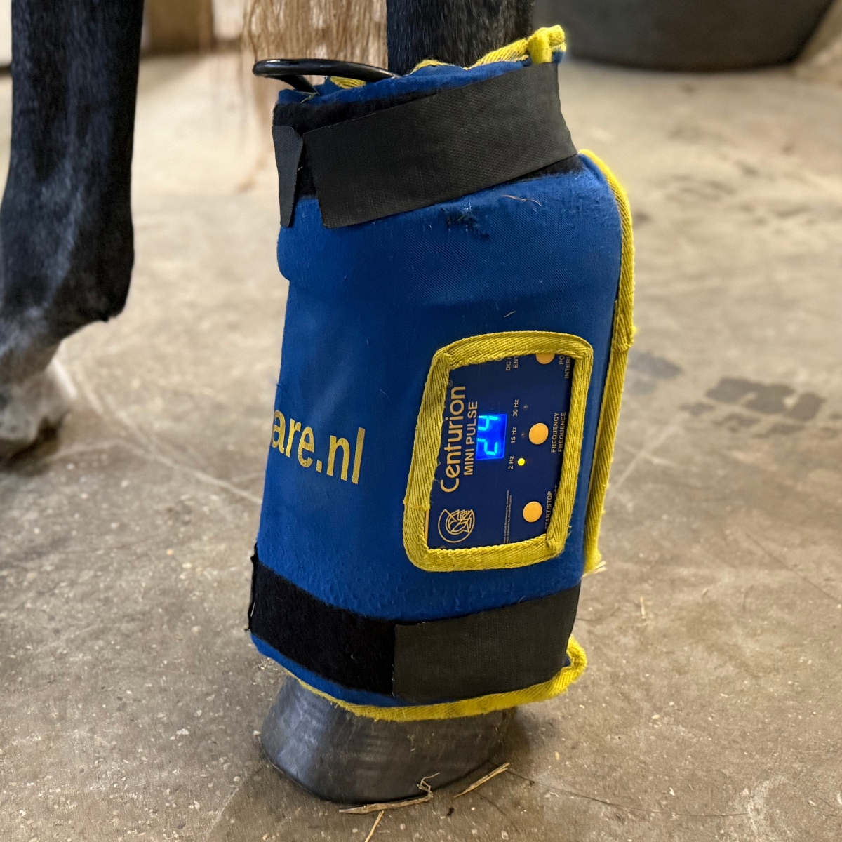 Paardenbeen met magnacare therapiebandage