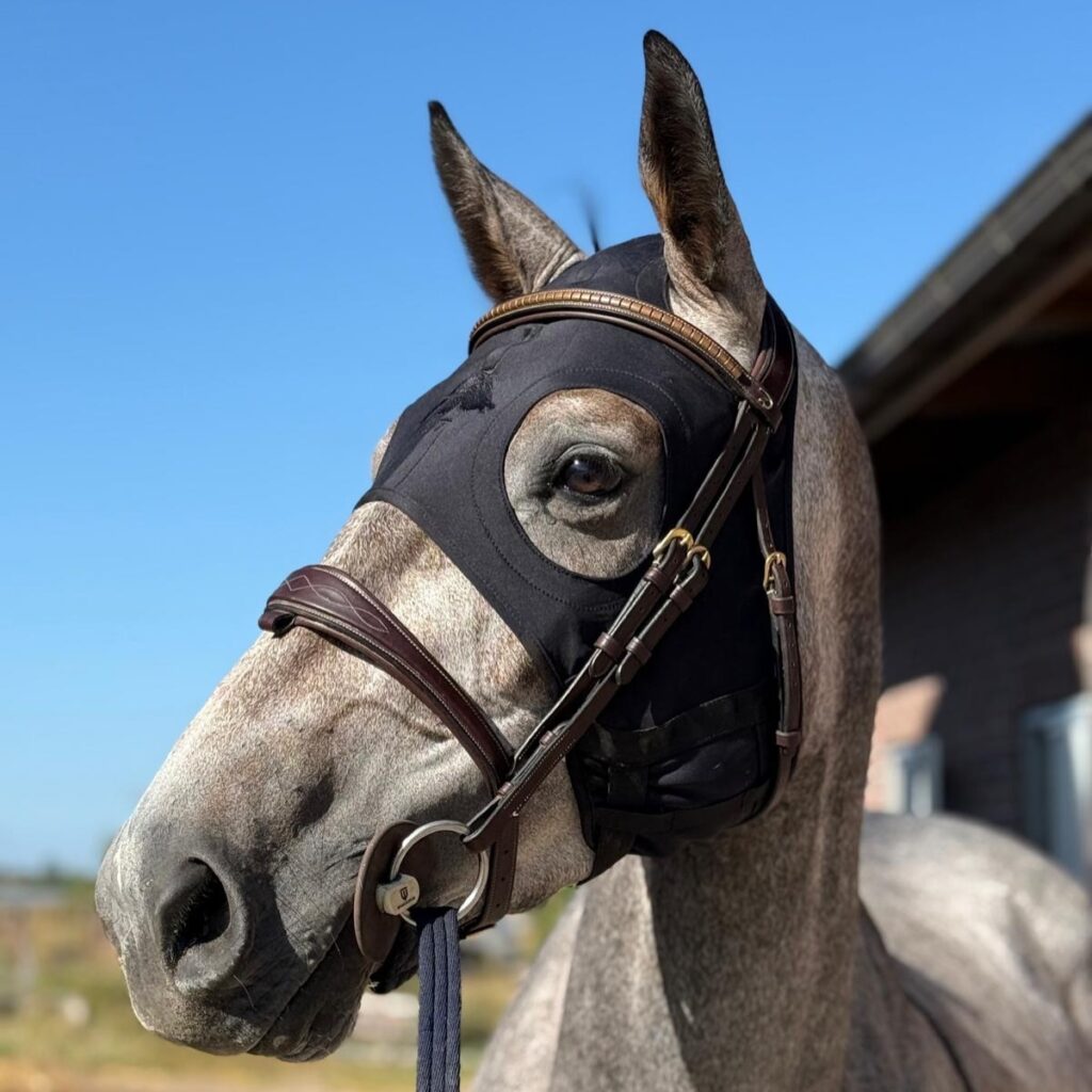 Paardenhoofd met hoofdstel en calmingmasker, zijaanzicht bij stal