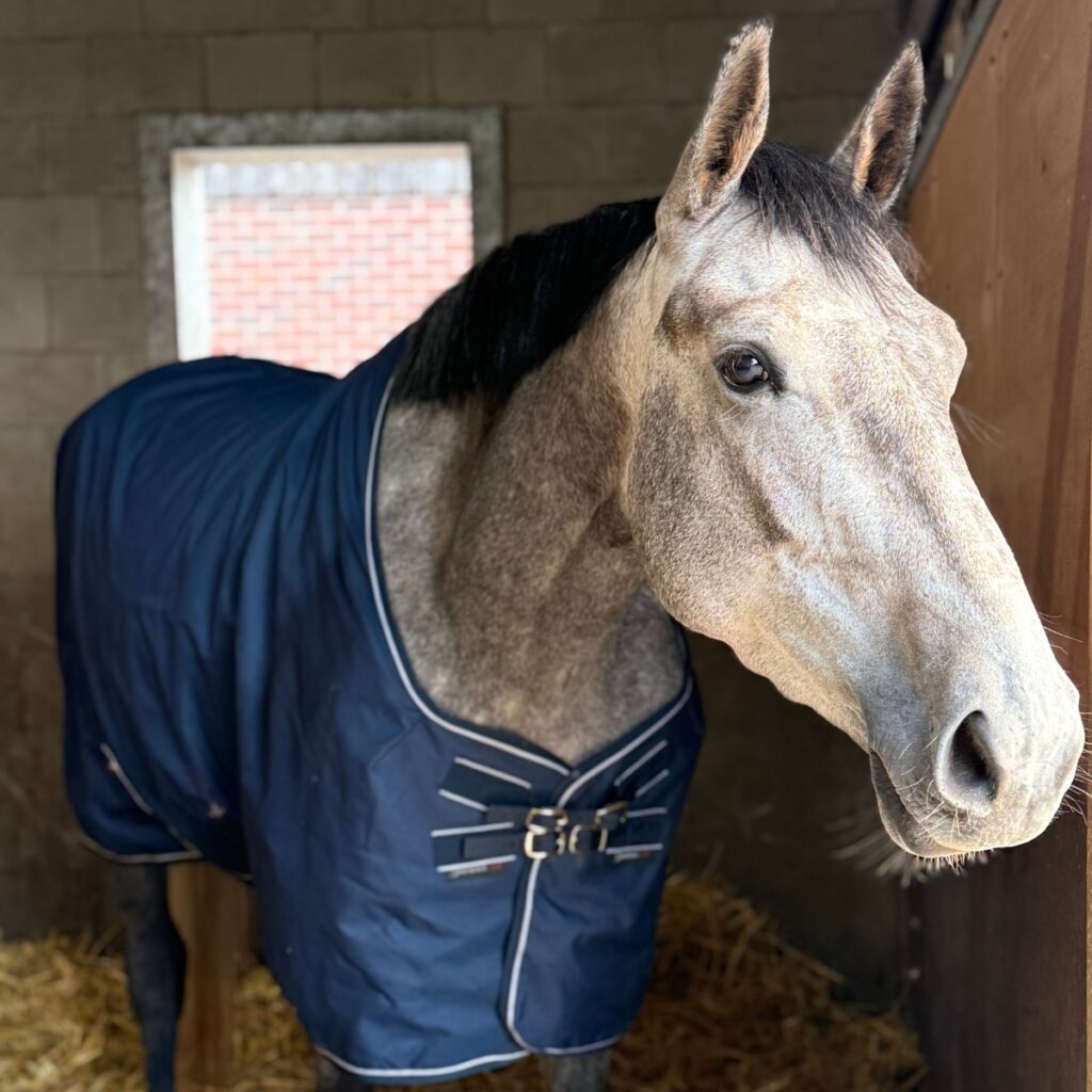 Paard met deken, stalomgeving