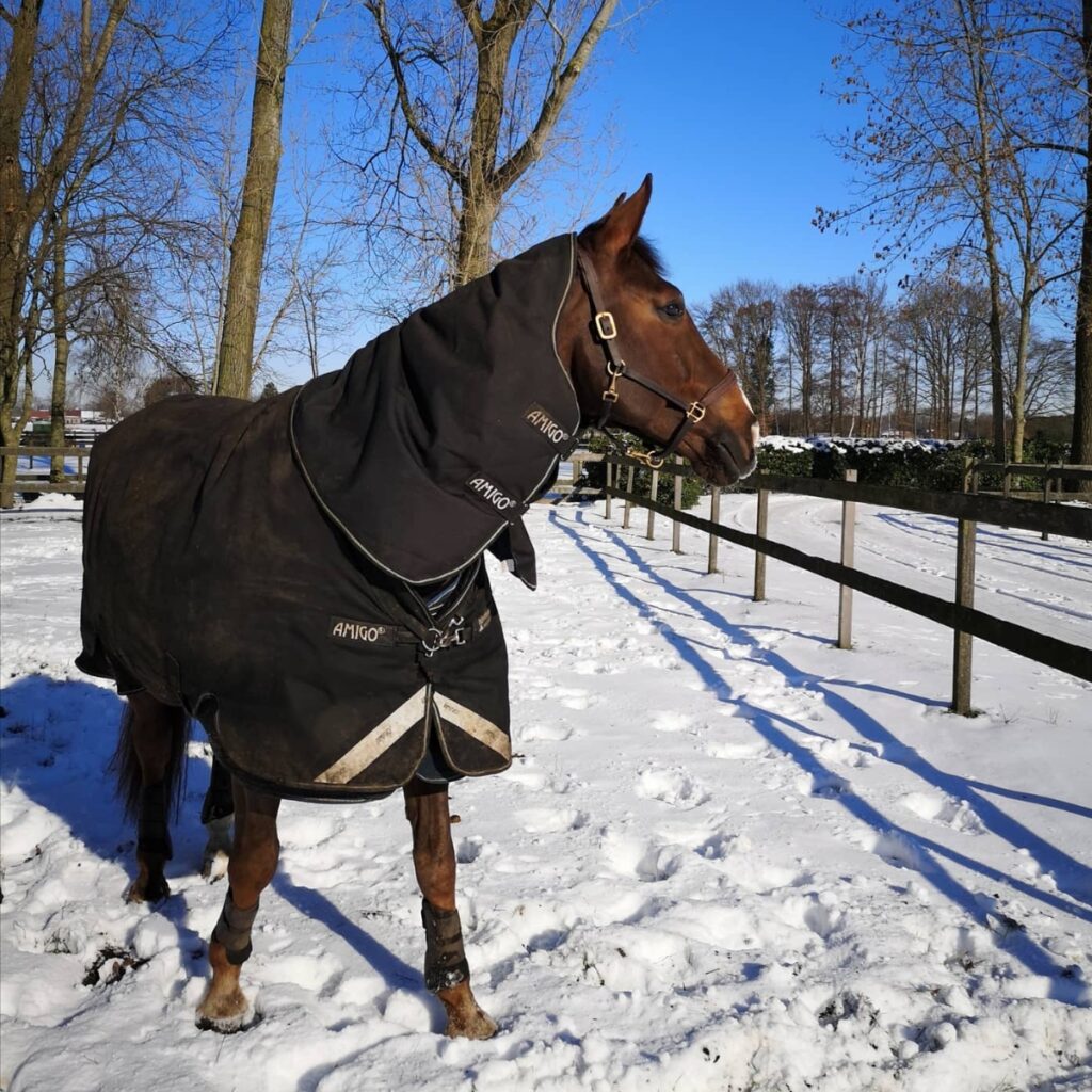 Paard in winterweide met sneeuw