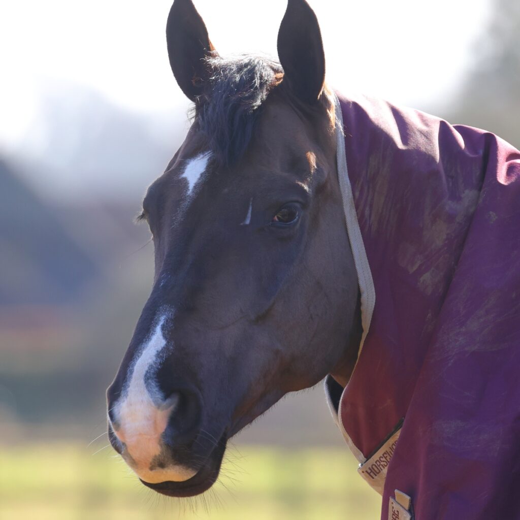 Paardenhoofd met winterdeken, zijaanzicht