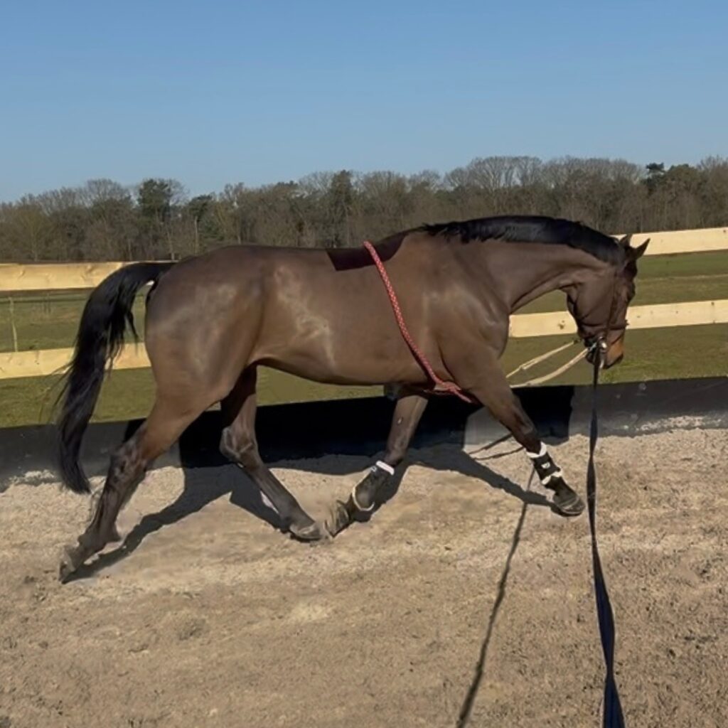 Paard in draf aan de longe
