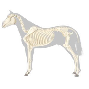 Anatomische illustratie van paardenskelet