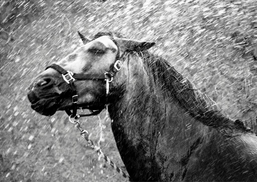 Zwart-wit foto van paardenhoofd met water