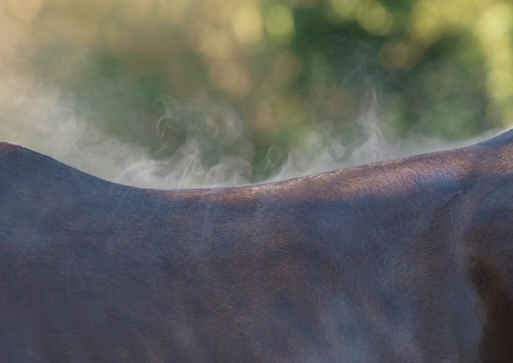 Close-up van paardenrug en dampende vacht