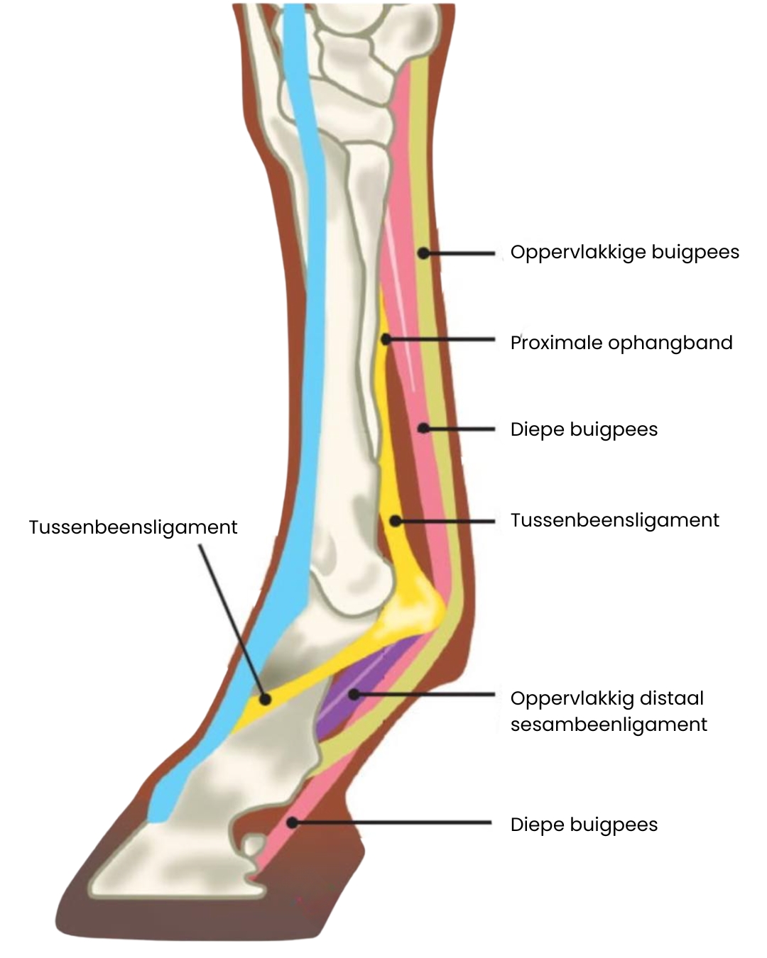 Schema van pezen en ligamenten in het paardenbeen