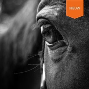 Cursusbundel paardentraining en verzorging