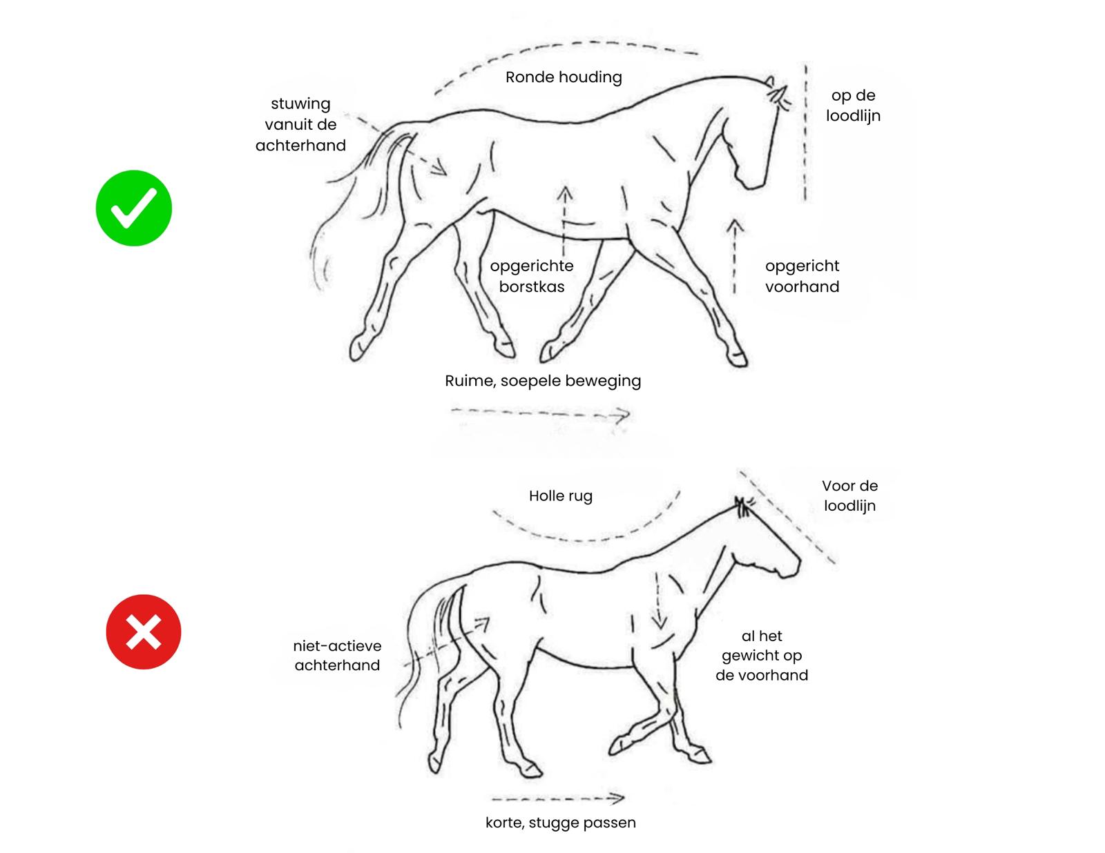 Vergelijking van paardenhoudingen met correct en incorrect voorbeeld