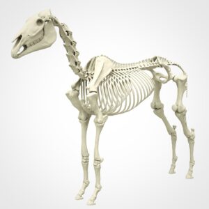 Anatomie paard