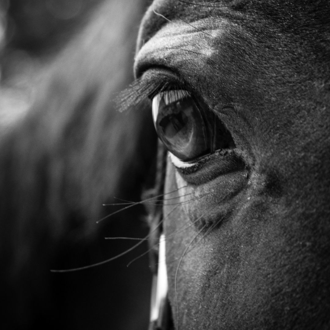 Zwart-wit close-up van paardenoog