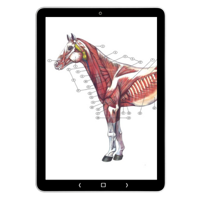 Tablet met anatomische illustratie van de spieren van het paard