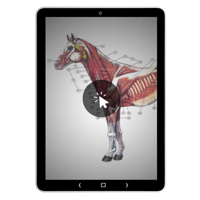 Anatomische illustratie van het paardenspierstelsel