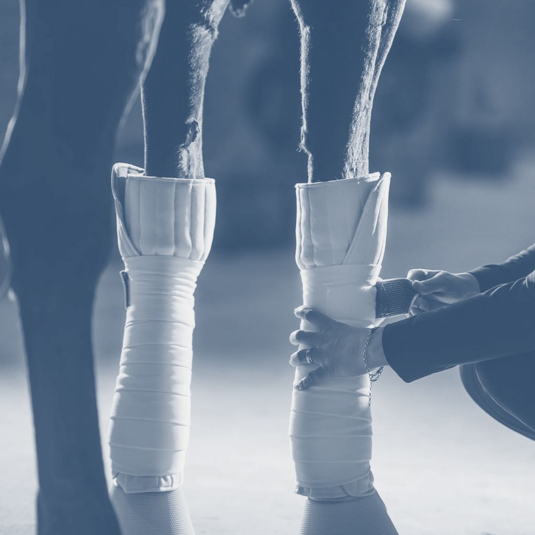 Paardenbenen met beschermende bandages