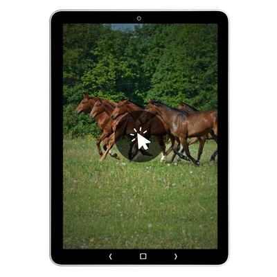 Groep paarden in de wei, vrij bewegend op gras