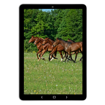 Tablet met afbeelding van paarden in beweging