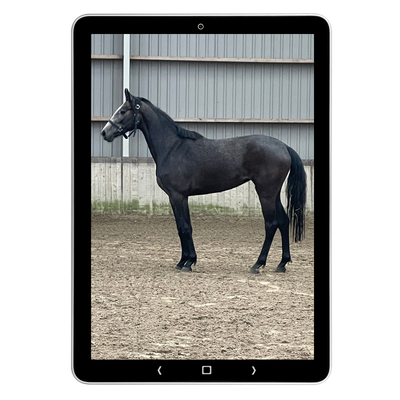Tablet met paard in stand in een bak, exterieur zichtbaar