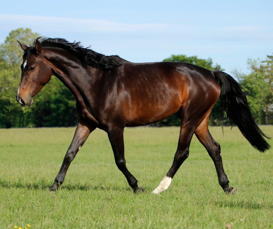 Paard in draf in een weiland, correcte houding en beenzet zichtbaar