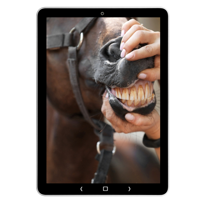 Tablet met close-up van een paardenmond