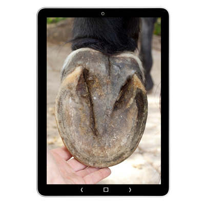 Tablet met close-up van de onderzijde van een paardenhoef, zool en straal zichtbaar
