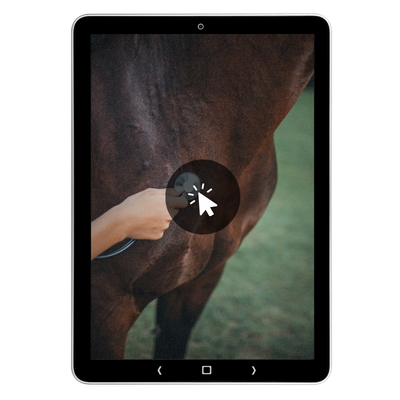 Close-up van paardenhuid en vacht