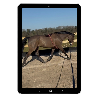 Tablet met een paard aan de longe in een longeercircel