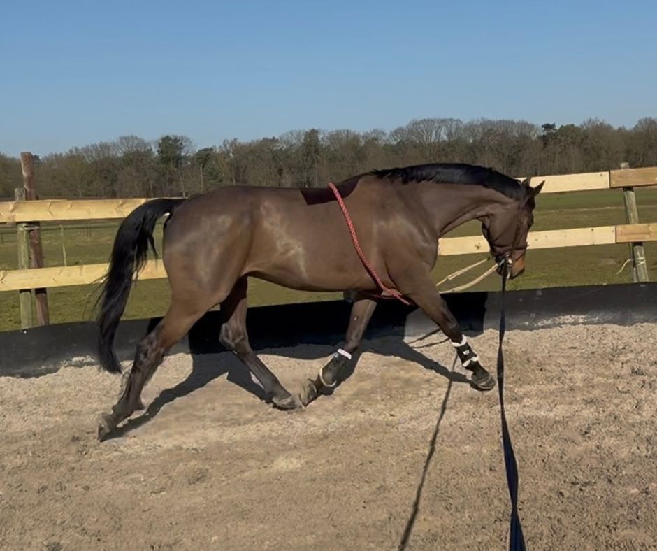 Paard aan de longe in een longeercircel, zichtbaar in beweging