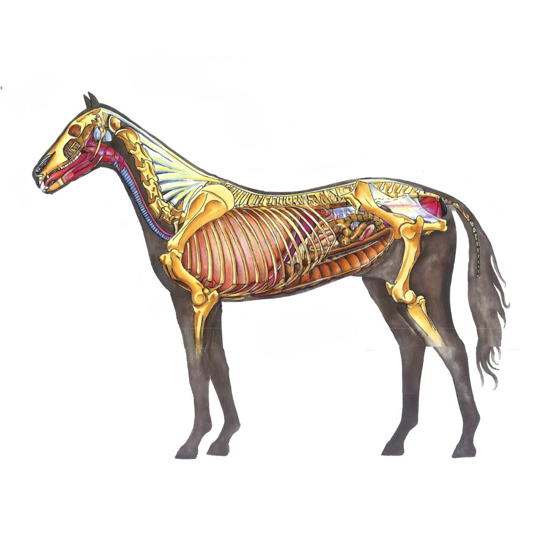 Anatomische weergave van het paardenlichaam met zichtbare organen.