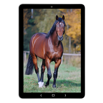 Tablet met afbeelding van een paard, illustratie van online paardenonderwijs