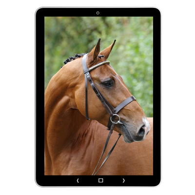 Tablet met afbeelding van een paard tijdens training, e-learningcontext