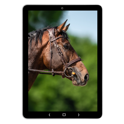 Tablet met close-up paardenhoofd met hoofdstel, zijaanzicht