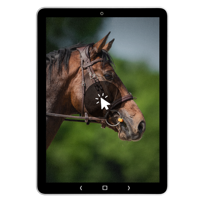 Close-up van paardenhoofd met hoofdstel