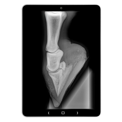 Tablet met röntgenopname van een paardenbeen