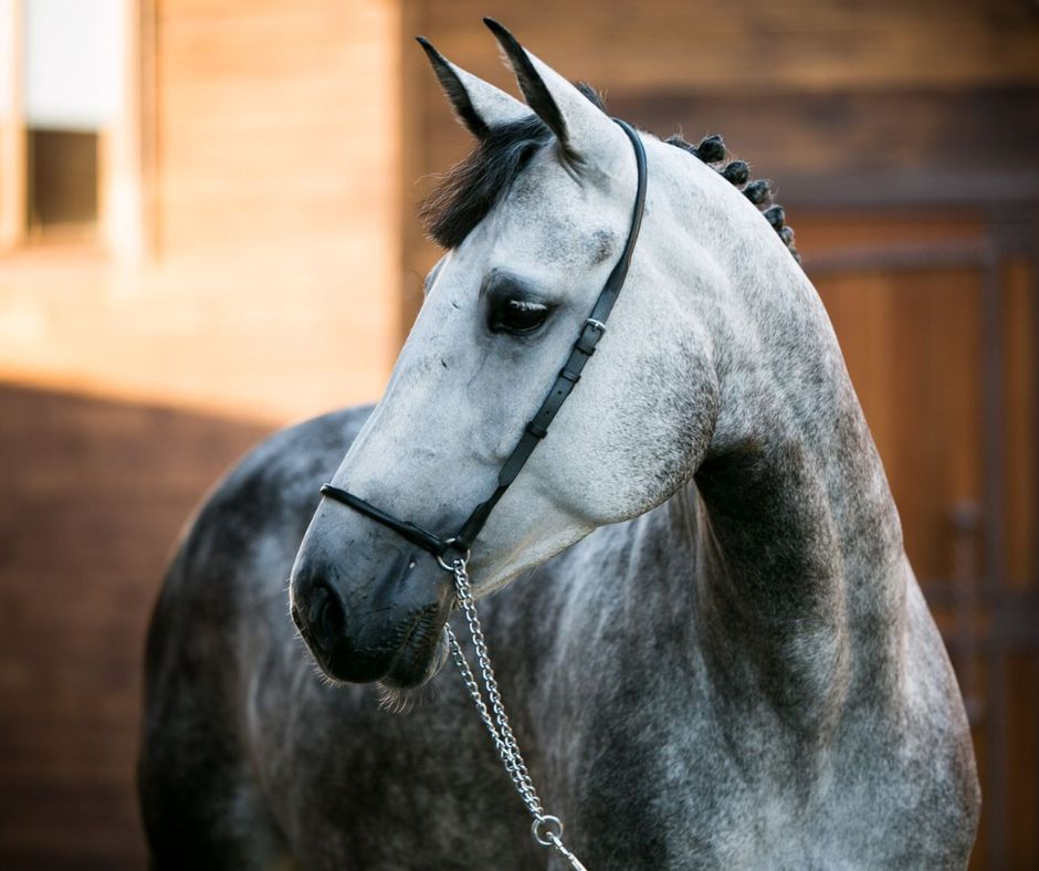 Paardenhoofd met halster, detail van neusriem en bakstuk