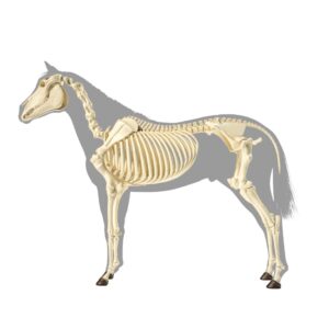 Skelet van het paard in zijaanzicht, anatomisch correct weergegeven