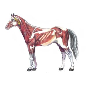 Spieranatomie van het paard in zijaanzicht, romp en benen duidelijk weergegeven