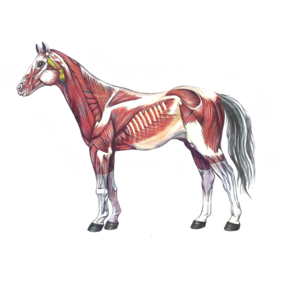 Spieranatomie van het paard in zijaanzicht, romp en benen duidelijk weergegeven