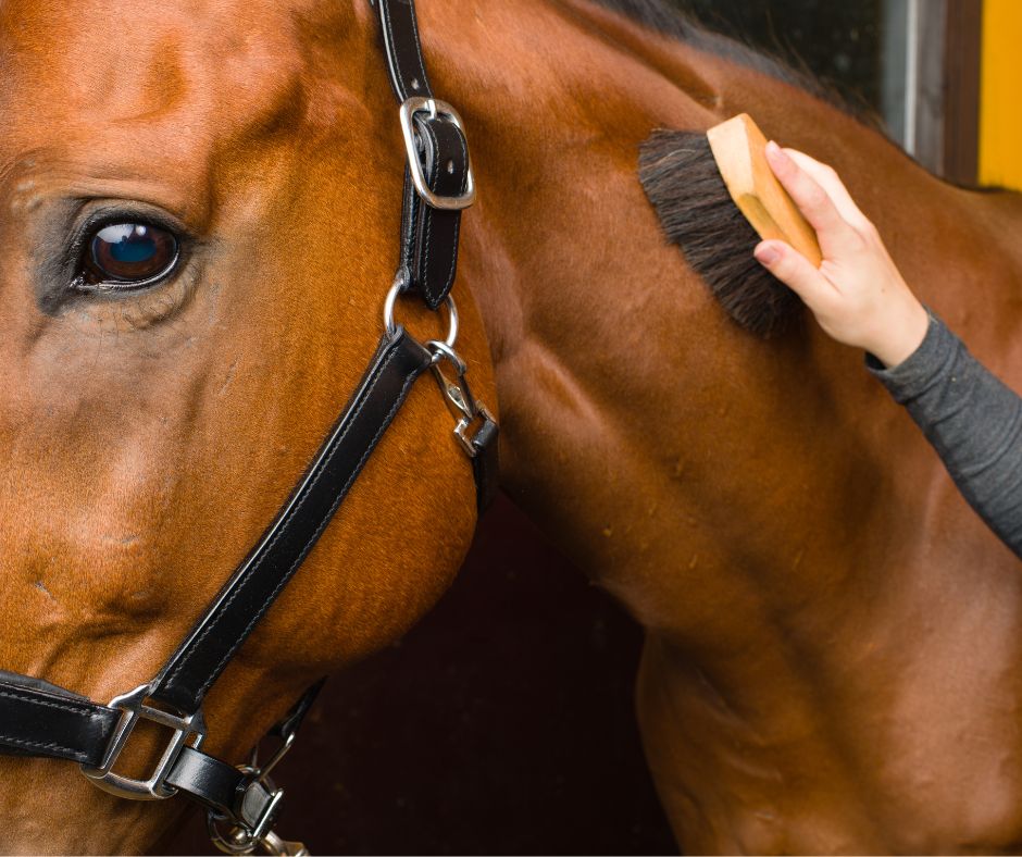 Paard tijdens poetsen, met aandacht voor aanraking en verzorging