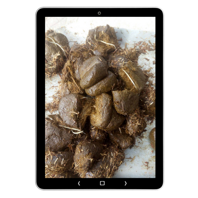 Tablet met mest van een paard, met zichtbare wormen