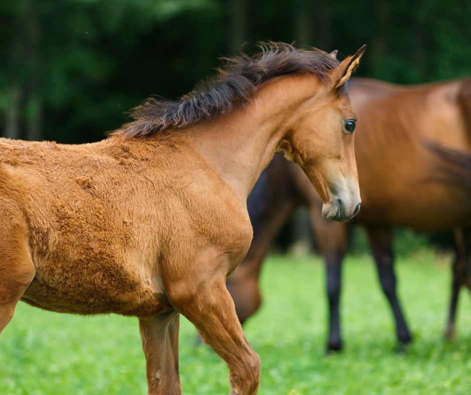 Jong paard in zijaanzicht, focus op bouw en ontwikkeling