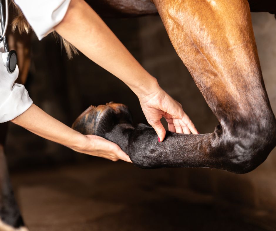 Handen die het onderbeen van een paard controleren