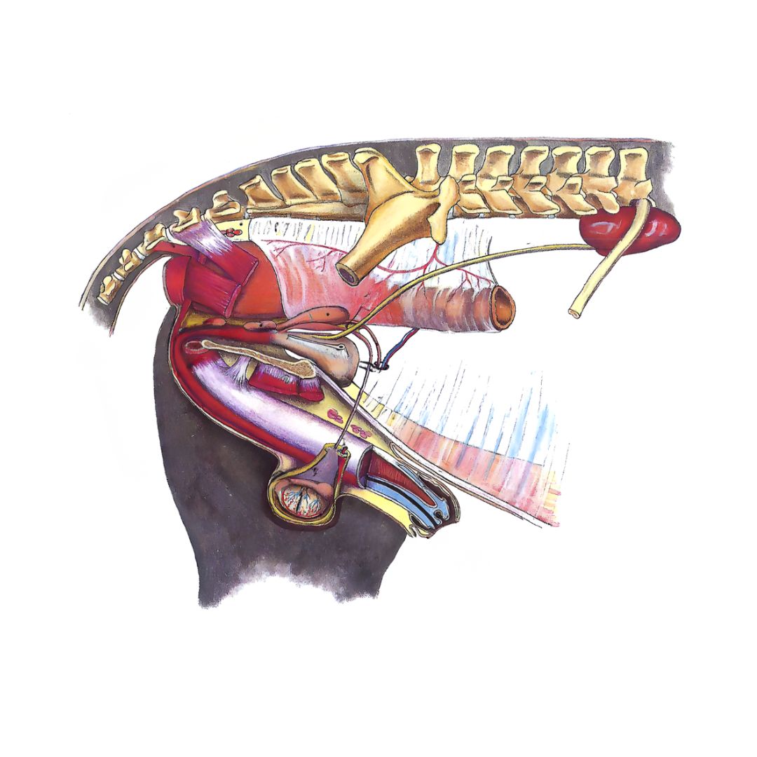 Anatomische illustratie van de bekken en staart van het paard