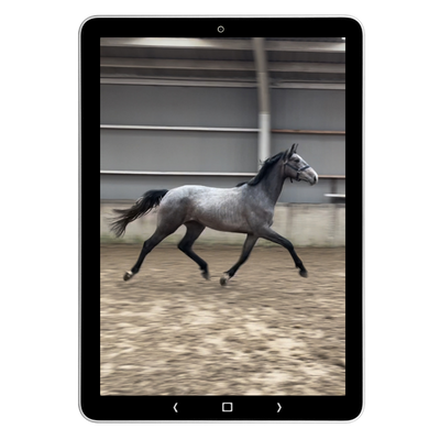 Tablet met paard in beweging in een overdekte rijbaan